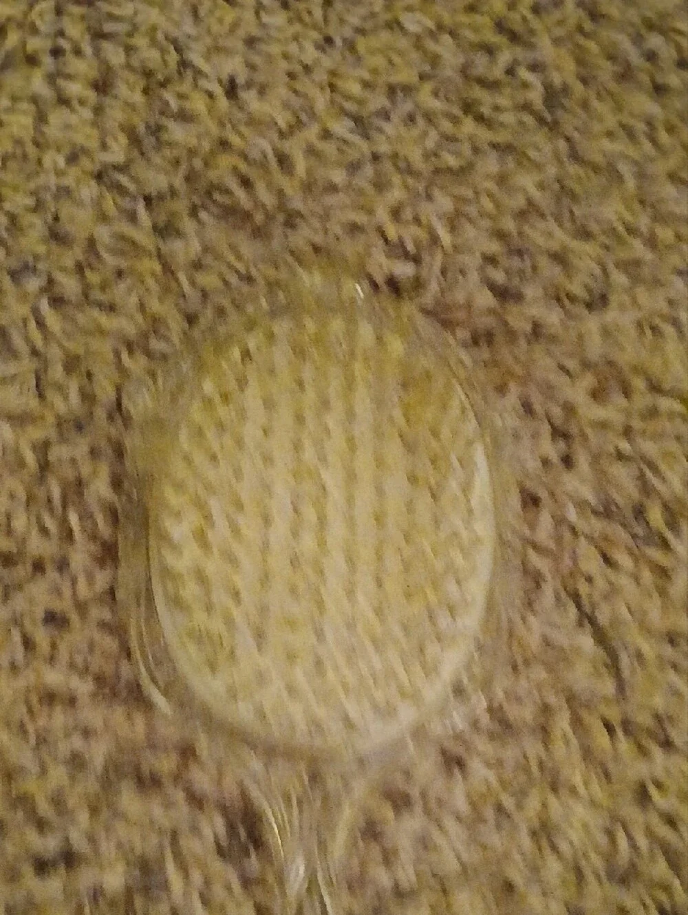 Classic Clear Hair Brush with Pink and Blue Accents